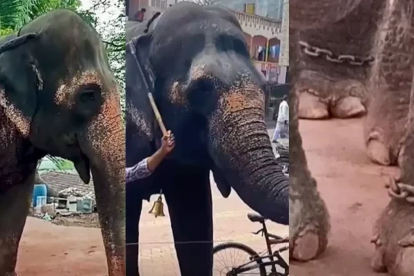 महादेवी हाथी की घर वापसी? फडणवीस ने दिया बड़ा बयान 36 वर्षीय हाथी महादेवी (माधुरी)
